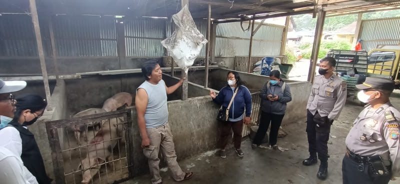Pemkab Samosir Lakukan Sosialisasi Pencegahan Penyakit Mulut dan Kuku