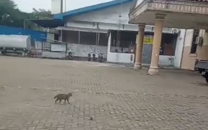 Miris Lima Belas Tahun Status Karyawannya Berubah-ubah, Berikut Kesaksian Pekerja PT BTL