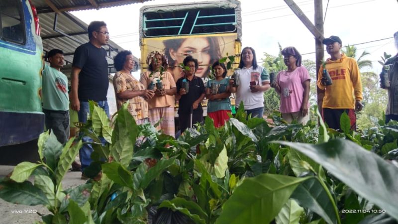 Dinas Ketapang dan Pertanian Samosir Distribusikan Bibit Kopi Program Bantuan Pengembangan Tanaman Kopi Tahun 2022.