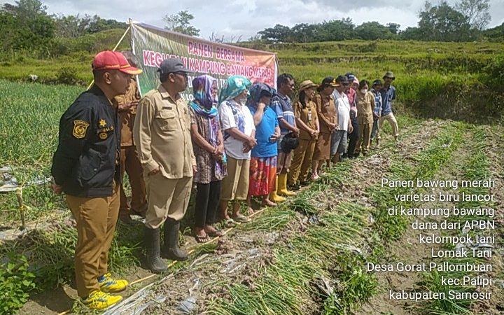 Panen Perdana Kampung Bawang Disamosir