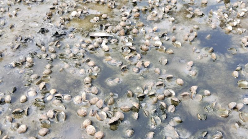 Setelah Dua Hari Ditabur, Bibit Kerang Dara Bencong Mati Massal