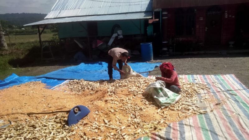 Bhabinkamtibmas Polsek Palipi Samosir Bantu Warga