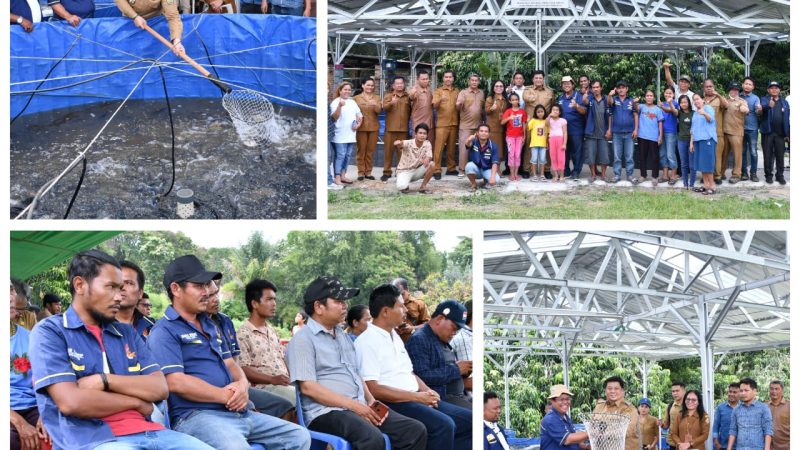 Budidaya Ikan Kolam Darat Bioflok di Samosir Mulai Berbuah
