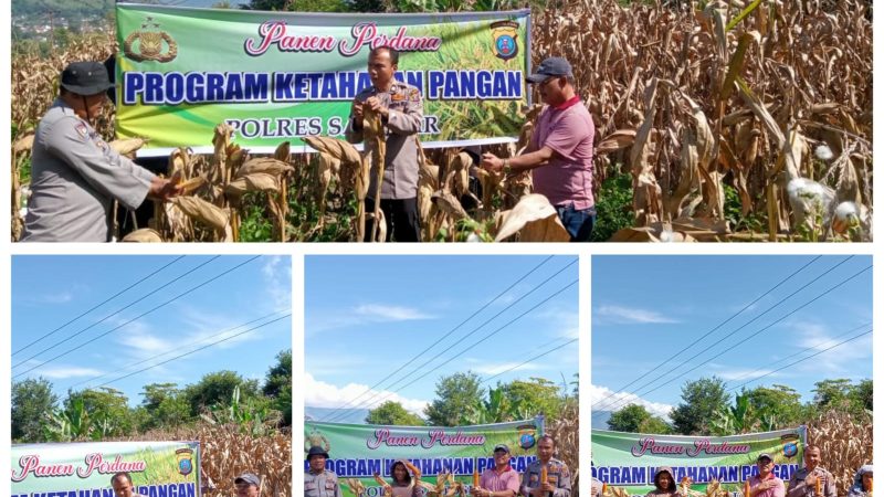 Polres Samosir Dukung Program Ketahanan Pangan dengan Panen Perdana Jagung