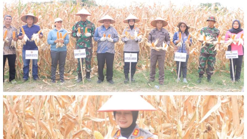 30 Ton Jagung Berhasil Dipanen dalam Panen Raya di Samosir