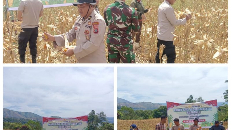 Polres Samosir Gelar Panen Raya Jagung, Dukung Swasembada Pangan Nasional