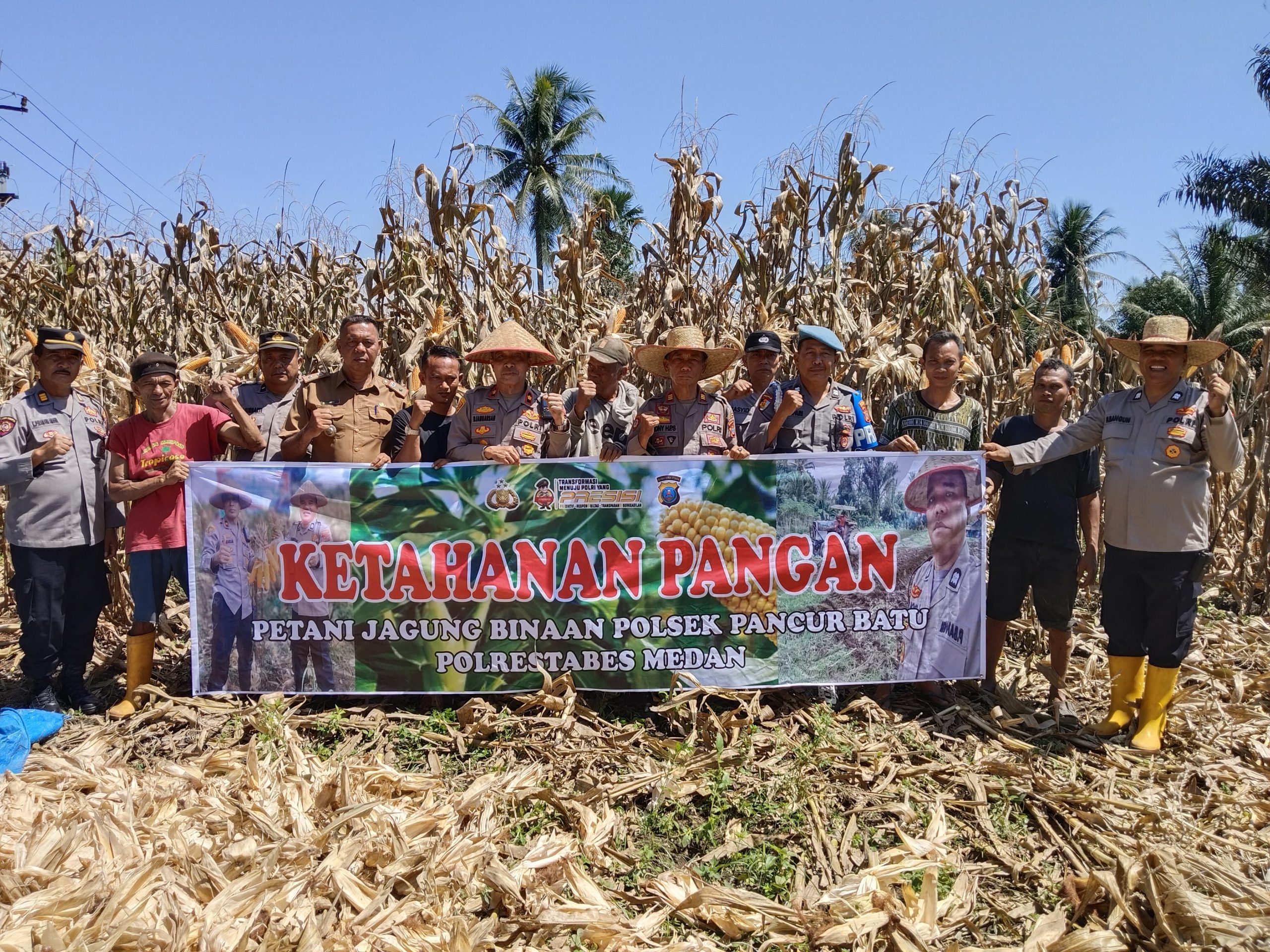 ‎Kegiatan Panen Jagung Dalam Rangka Ketahanan Pangan Polsek Pancur Batu Kabupaten Deliserdang