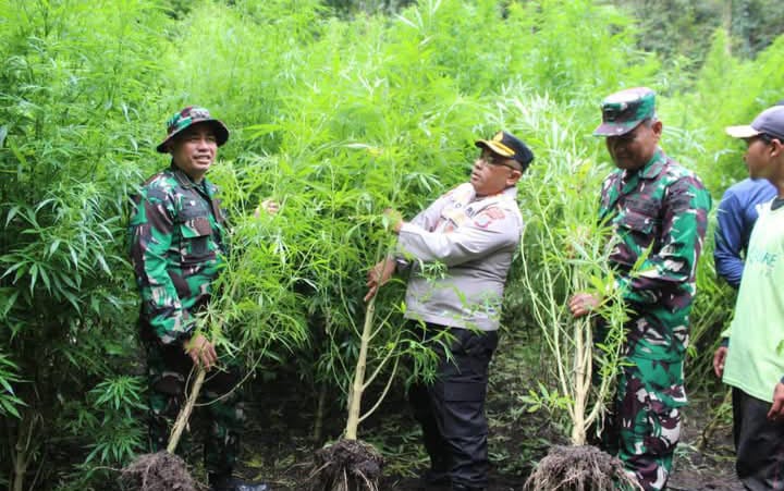 Polres Tanah Karo Temukan Ratusan Batang Tanaman Ganja di Hutan Sibuaten Kec. Merek