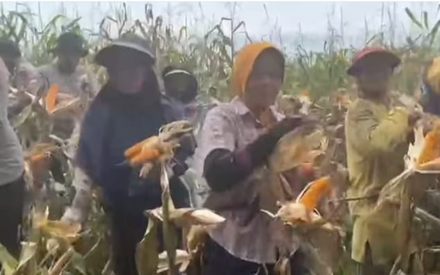 Panen Melimpah! Batalyon A Pelopor Satuan Brimob Polda Sumut Wujudkan Ketahanan Pangan Bersama Masyarakat Binaan