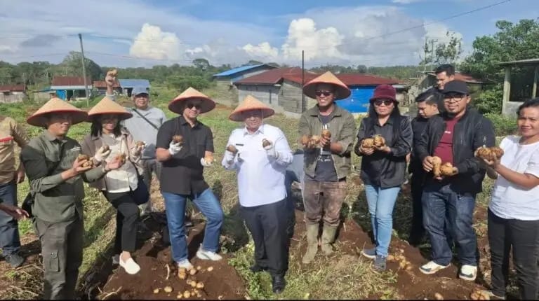 Panen Kentang di KPT Tele: Petani Milenial Samosir Terima Bantuan Cultivator dari Kementerian Pertanian