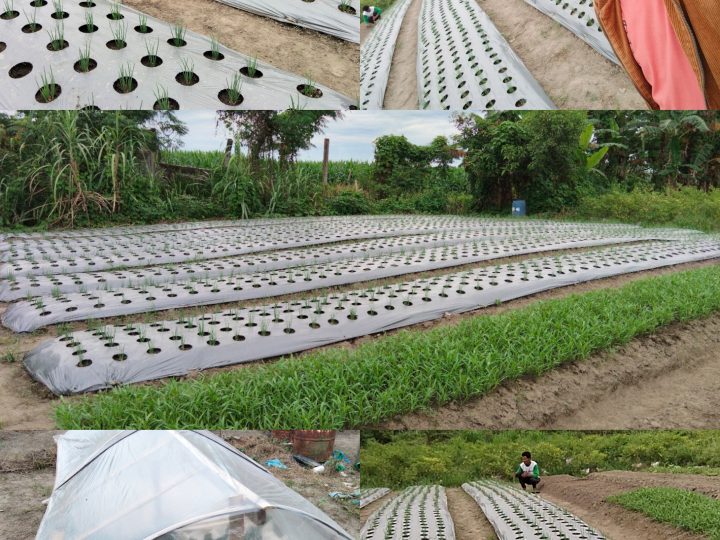 Paguyuban MANHAT RAHAYU SELAMAT Hadirkan Lahan Percontohan Pertanian Di Percut Seituan