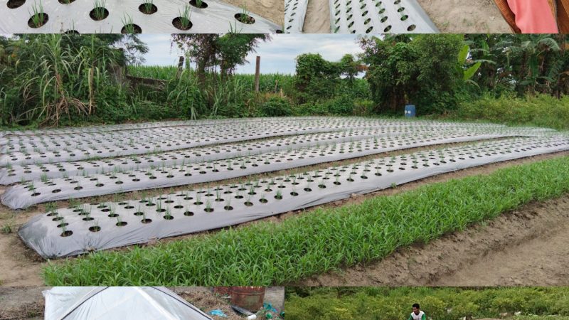 Paguyuban MANHAT RAHAYU SELAMAT Hadirkan Lahan Percontohan Pertanian Di Percut Seituan