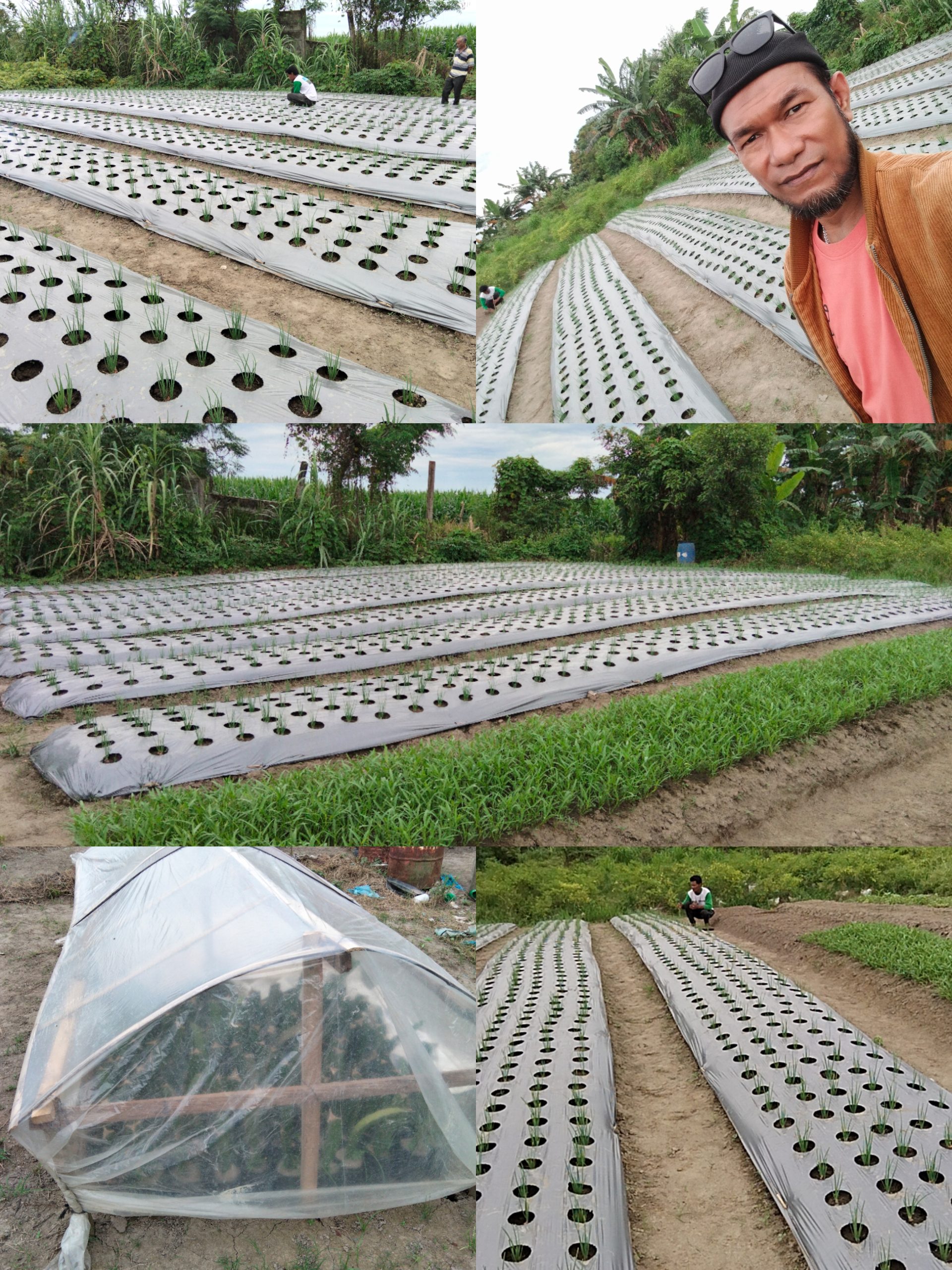 Paguyuban MANHAJ RAHAYU SELAMAT Hadirkan Lahan Percontohan Pertanian Di Percut Seituan