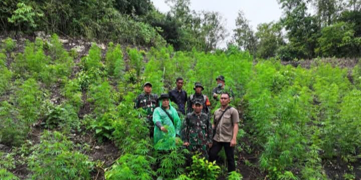 TNI Temukan Ladang Ganja 2,5 Hektar di Pegunungan Indrapuri Aceh Besar, Ribuan Batang Siap Panen!