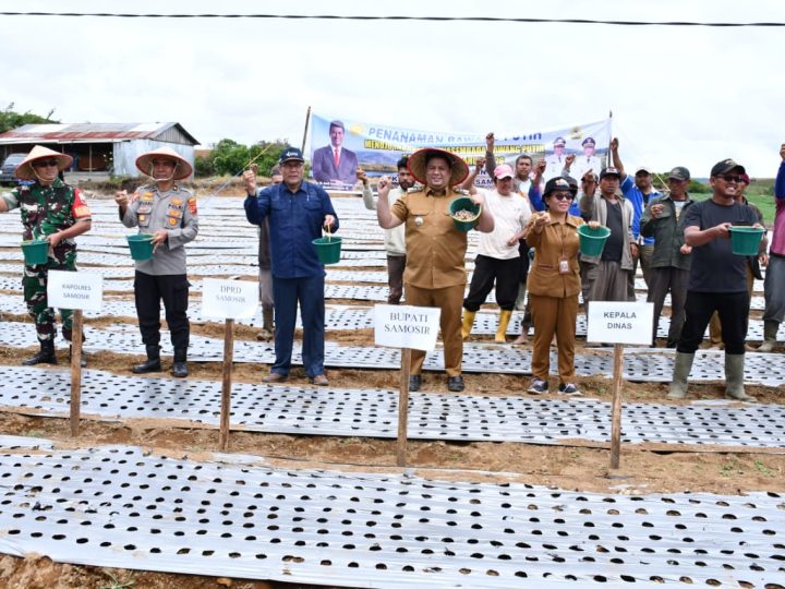 “Samosir Genjot Swasembada Bawang Putih, Bupati Vandiko Serahkan 4 Ton Benih untuk 5 Hektare Lahan”