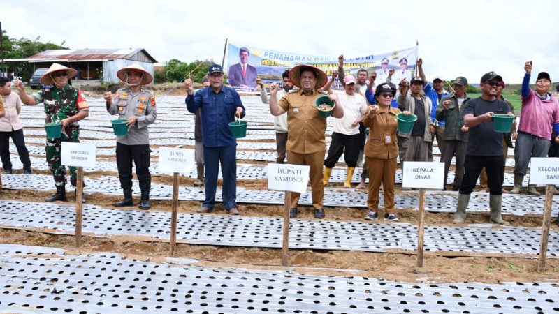 “Samosir Genjot Swasembada Bawang Putih, Bupati Vandiko Serahkan 4 Ton Benih untuk 5 Hektare Lahan”