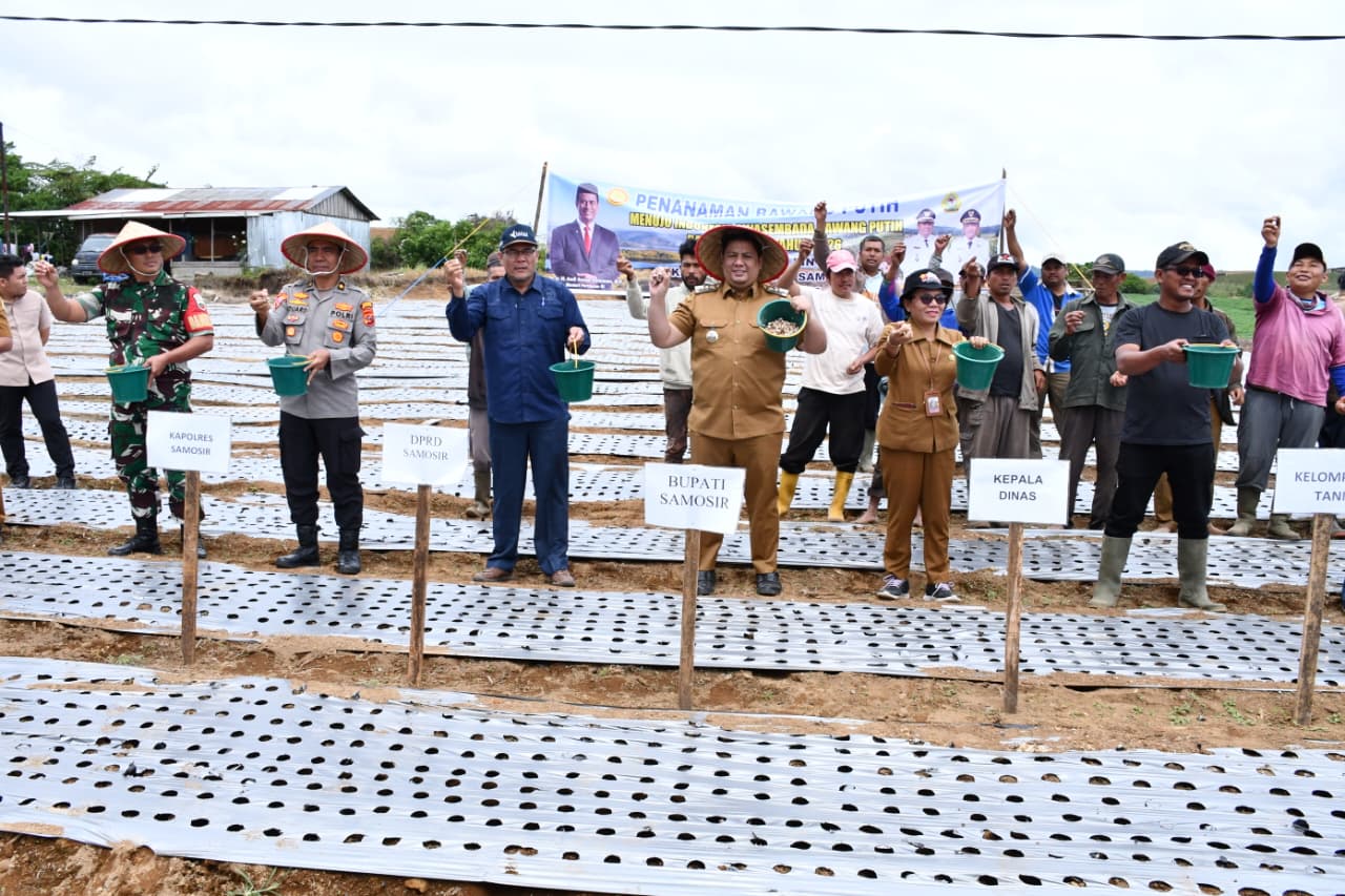 “Samosir Genjot Swasembada Bawang Putih, Bupati Vandiko Serahkan 4 Ton Benih untuk 5 Hektare Lahan”