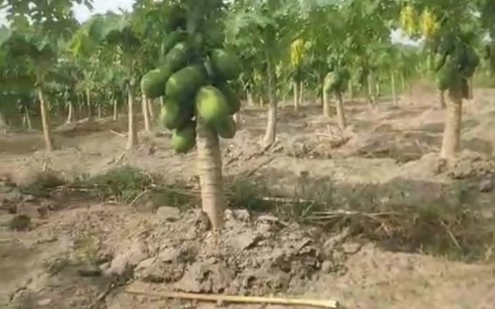 Nusantara Papaya Farm Dorong Ketahanan Pangan dan Kemandirian Ekonomi Melalui Budidaya Pepaya California