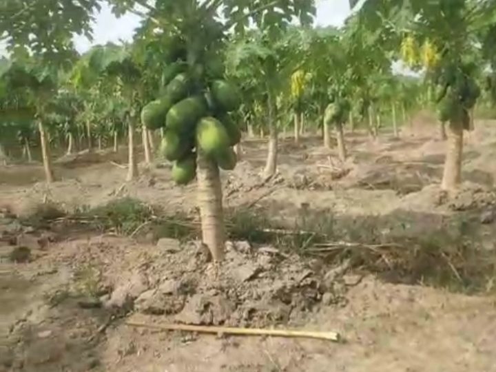 Nusantara Papaya Farm Dorong Ketahanan Pangan dan Kemandirian Ekonomi Melalui Budidaya Pepaya California