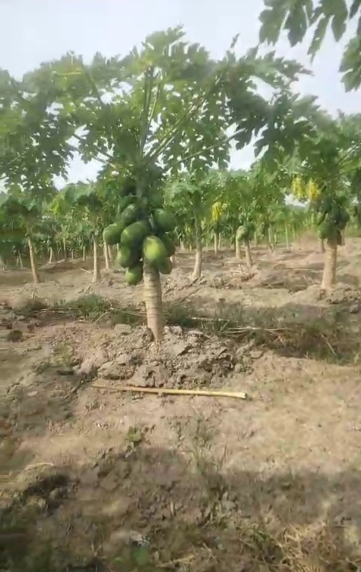 Nusantara Papaya Farm Dorong Ketahanan Pangan dan Kemandirian Ekonomi Melalui Budidaya Pepaya California