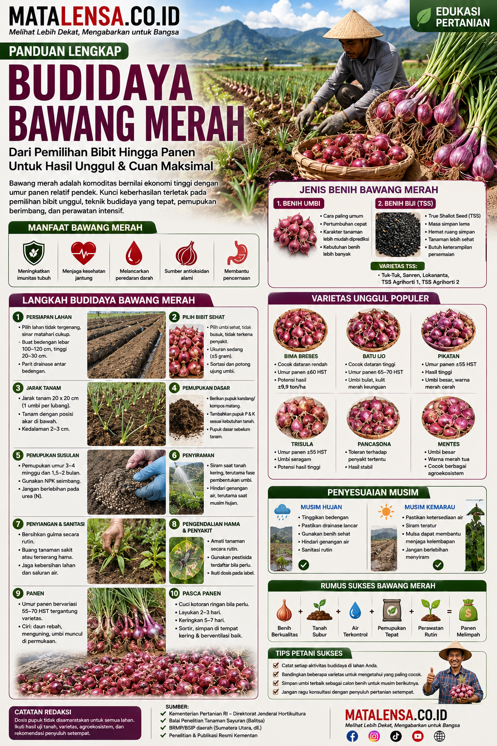 Rahasia Panen Bawang Merah Berkualitas : Pilih Bibitnya Sesuaikan Musimnya,Jangan Salah Pupuk